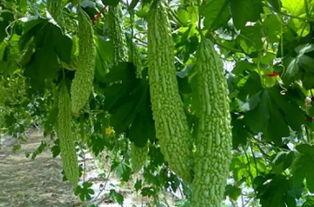 熹贵妃君子吃瓜,宫廷瓜田里的智慧与风度