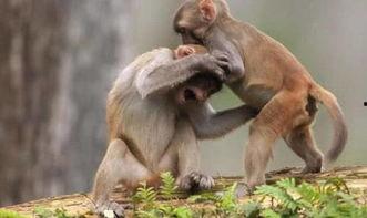 猴子吃瓜打架视频播放,猴子吃瓜打架视频走红网络