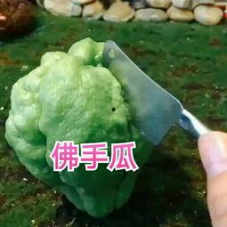 男朋友吃佛手瓜,探寻男友的独特味蕾之旅