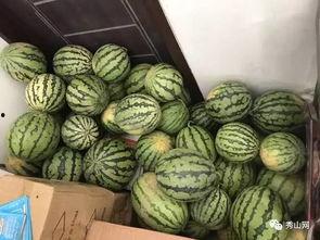 春风佩溪吃瓜,一场别开生面的吃瓜盛宴