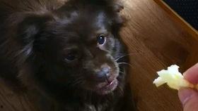 狗吃瓜的视频,萌宠吃瓜视频走红网络