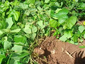 野土瓜怎么吃最好,解锁健康美味新体验