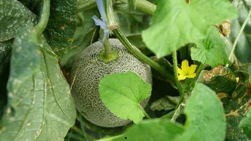 喊你吃小瓜,喊你共享小瓜美味时光