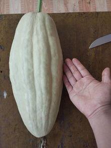 小瓜病毒结的瓜可以吃吗